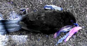 Blauer toter Vogel