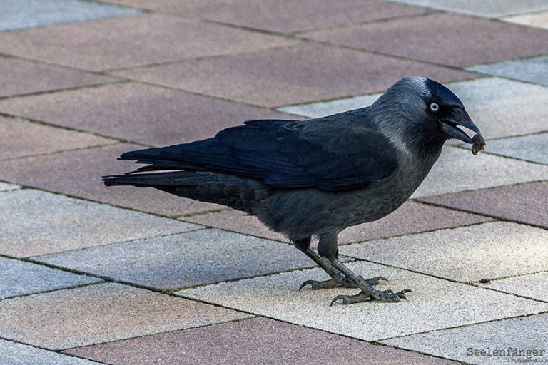 Der Schwarze Rabe - Seelenfaenger