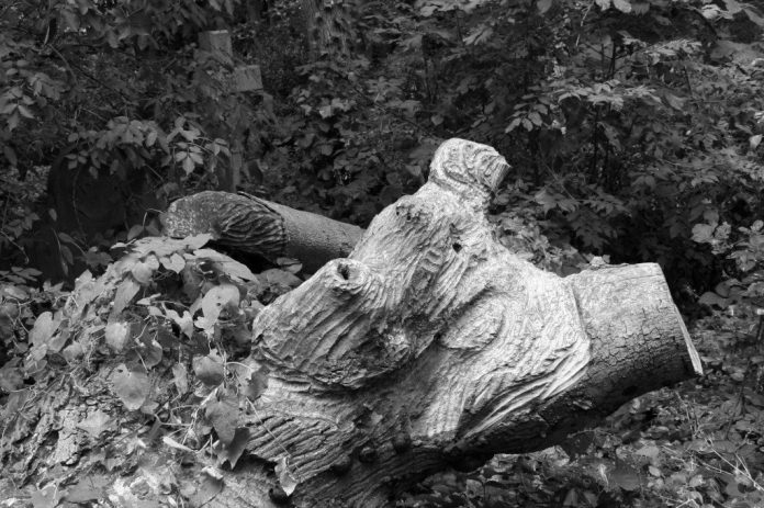 Abney Park Cemetery