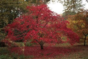 Kew Gardens - Oktober 2013 (5)