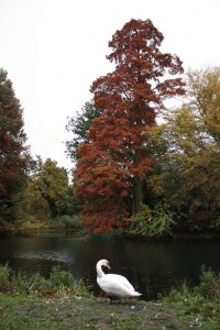 Kew Gardens - Oktober 2013 (7)