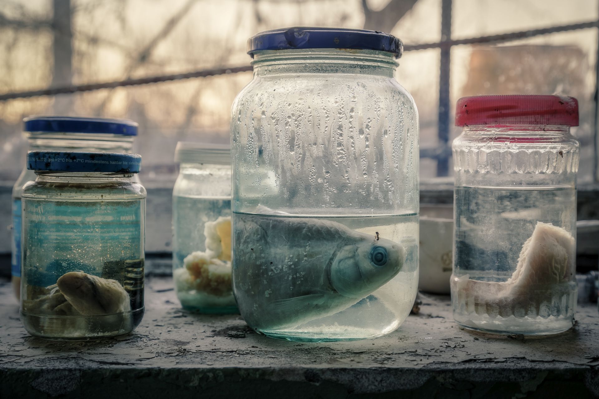 Tschernobyl 2016 - Fischproben in der Fischzuchtanlage