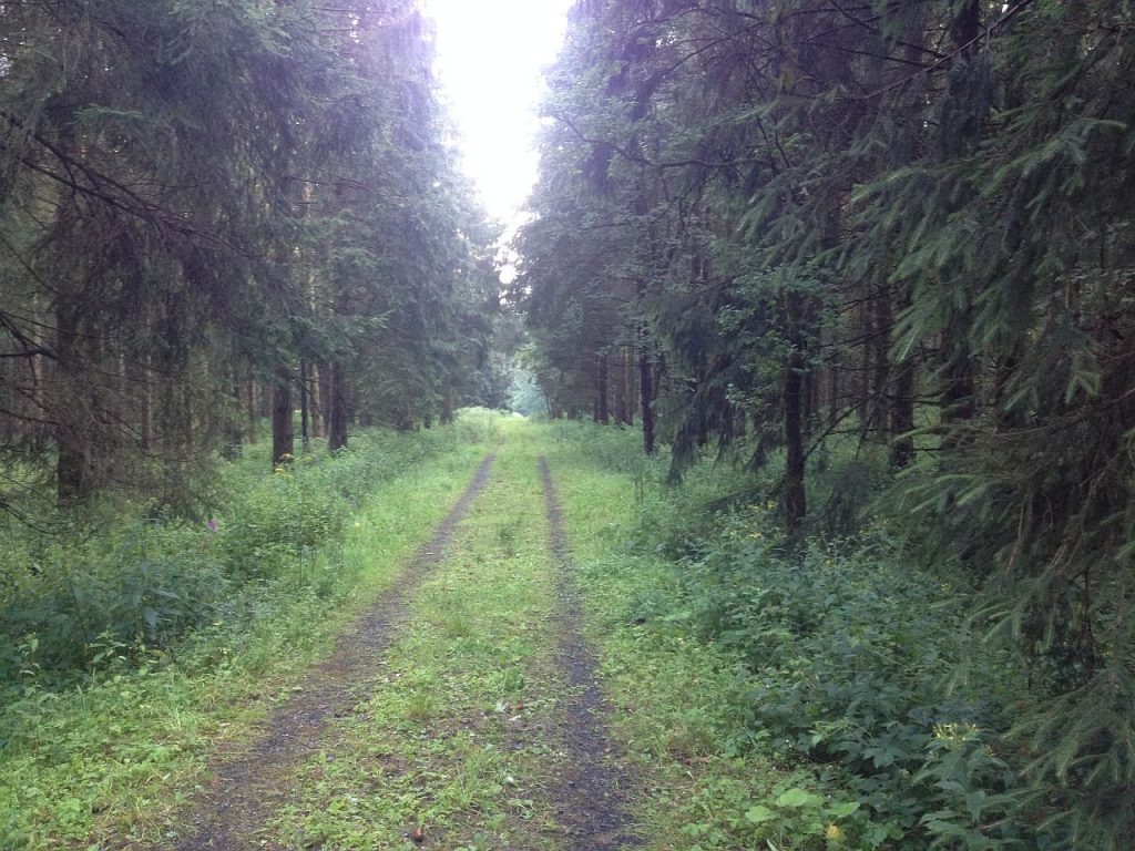 Festivalwaeldchen1