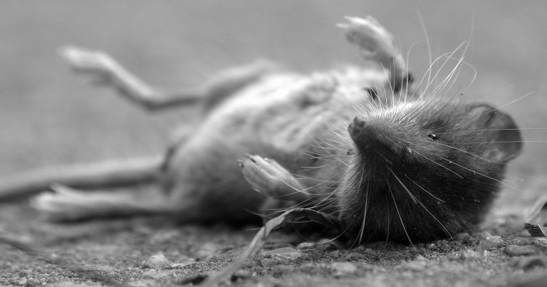Wie Kinder den Tod begreifen und verstehen sollen – Pädagogischer Tabubruch in der KITA?