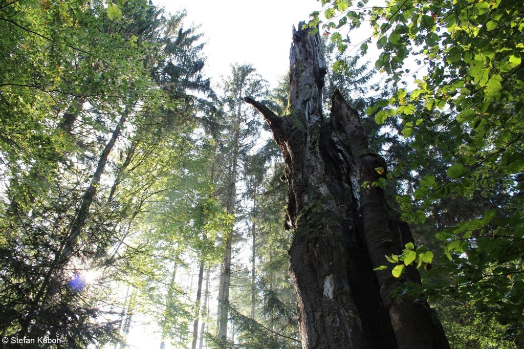 Waldromantik - Naturpark Augsburg