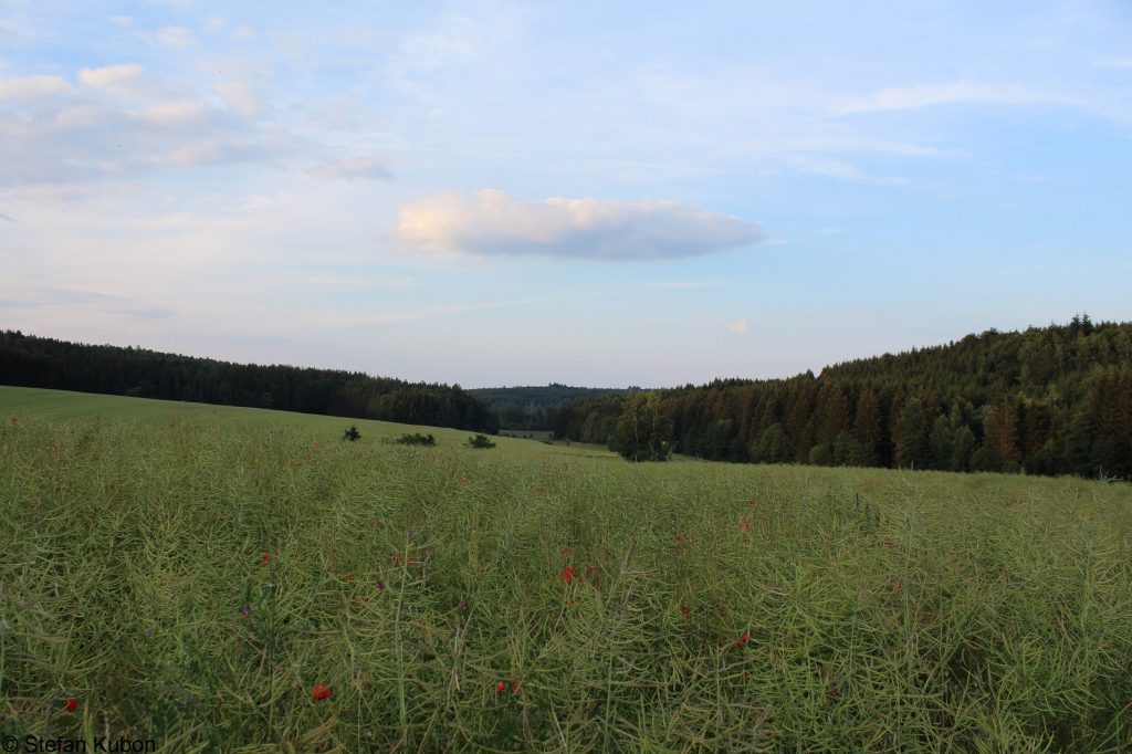 Weidelandschaft - Naturpark Augsburg