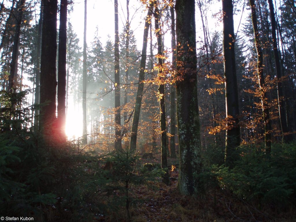 Waldromantik - Naturpark Augsburg