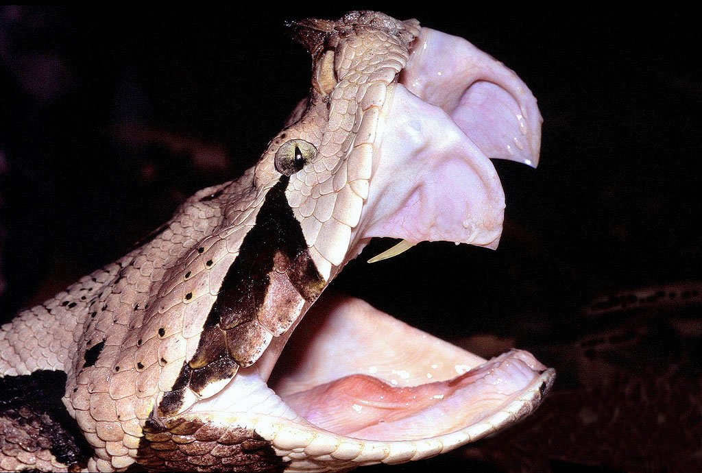 Gabunviper