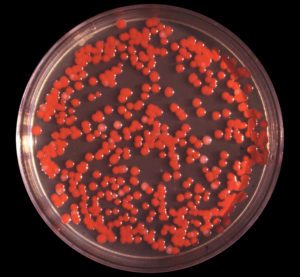 Eine Petrischale mit einer Kolonie des Bakteriums