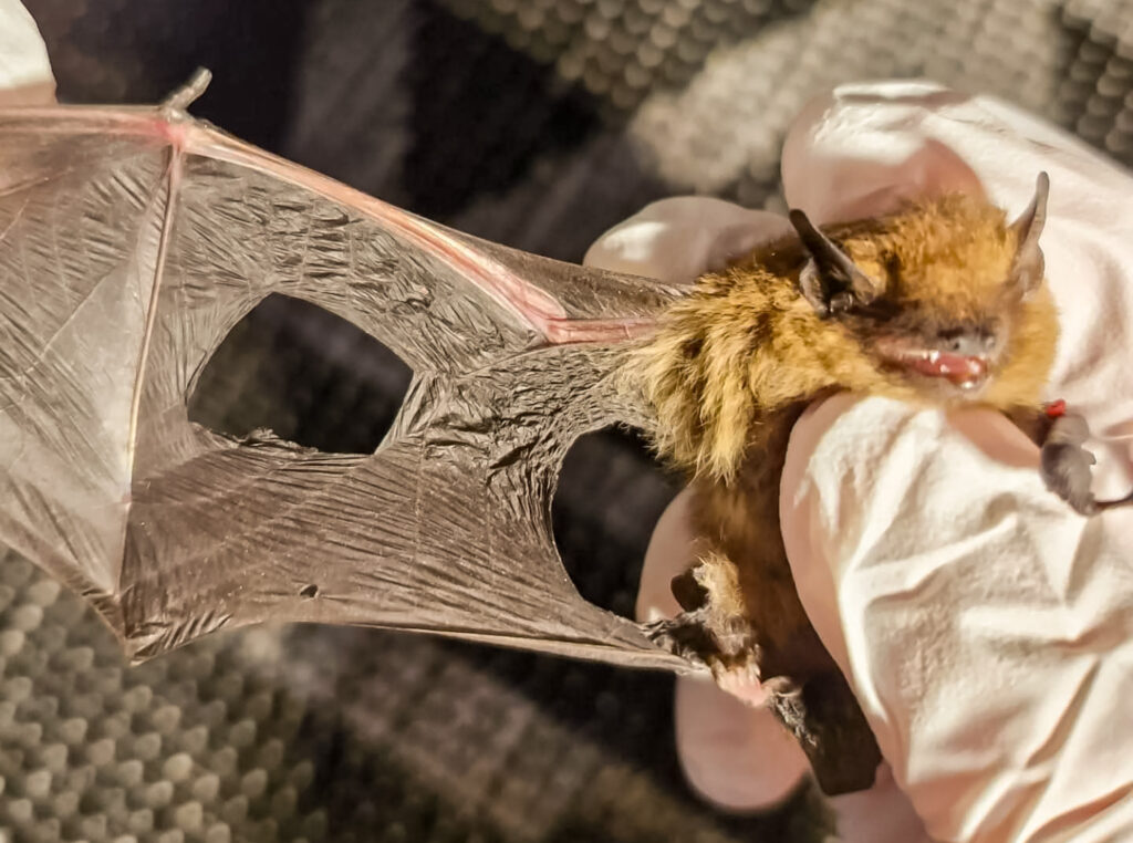 Fledermausschutz - Katzenangriff Zwergfledermaus