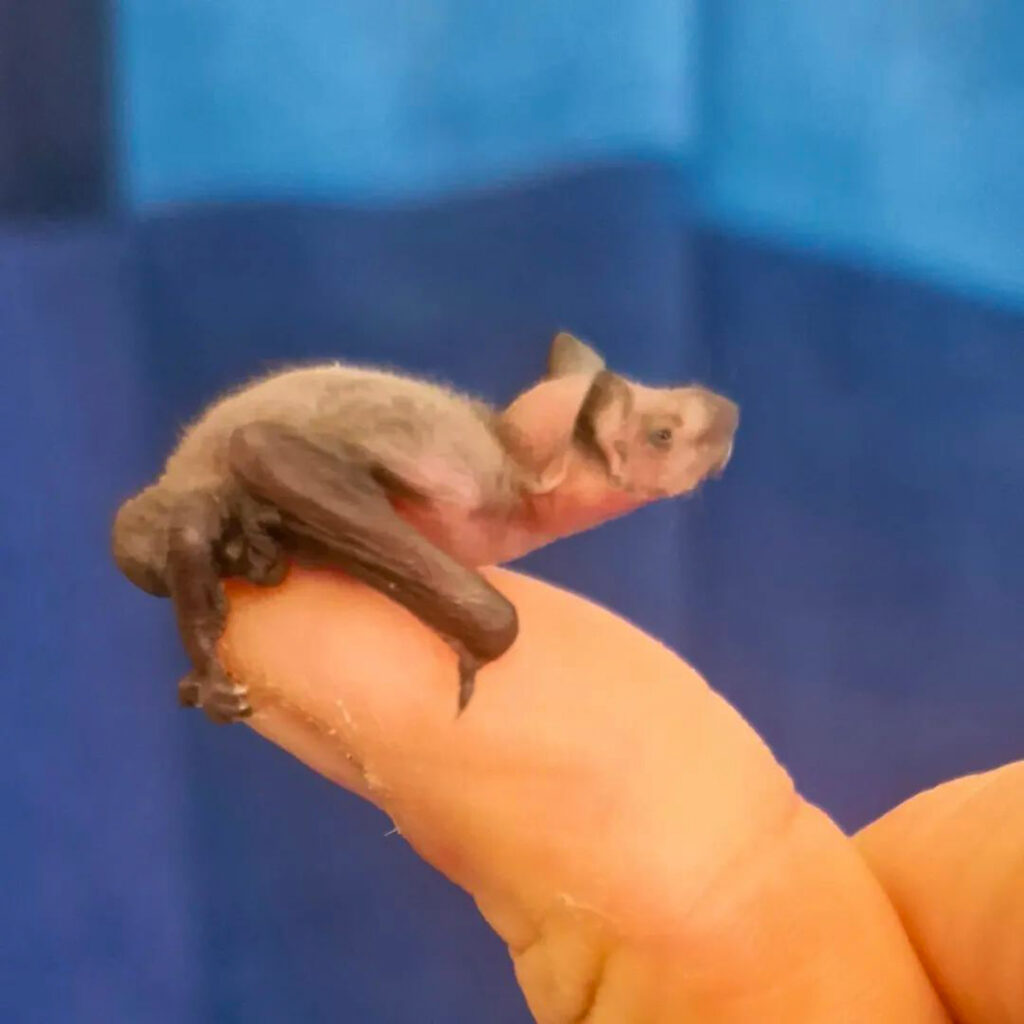 Eine winzige Zwergfledermaus auf einem Finger