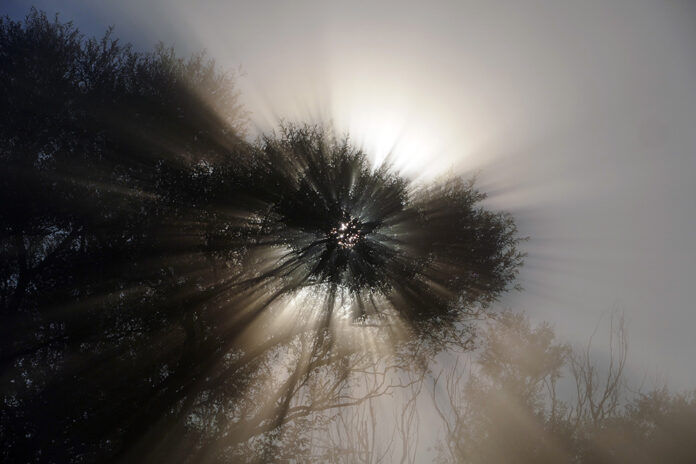 Sonnenlicht bricht vielfach durch eine Baumkrone